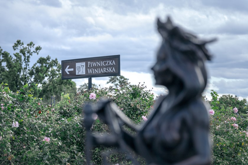 Tablica kierunkowa z napisem ‘Piwniczka Winiarska’ na tle ogrodu z kwitnącymi różami i rozmytą rzeźbą na pierwszym planie.